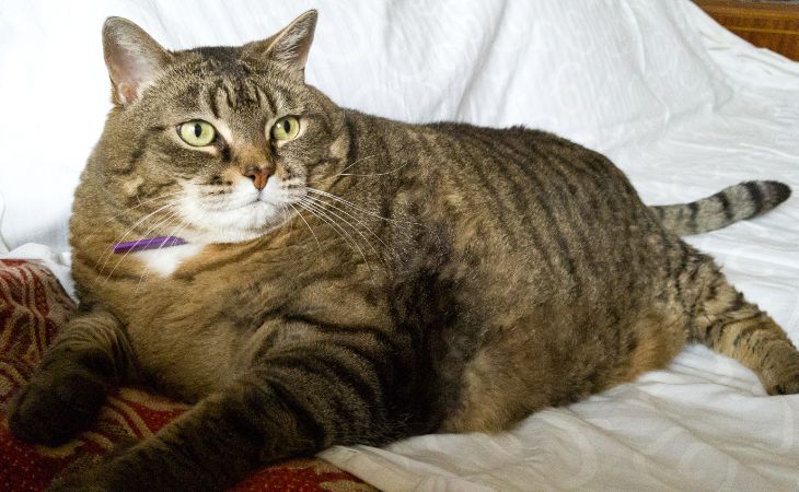 cat obese lie down