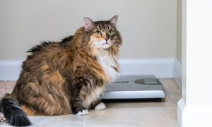cat obese obesity scale