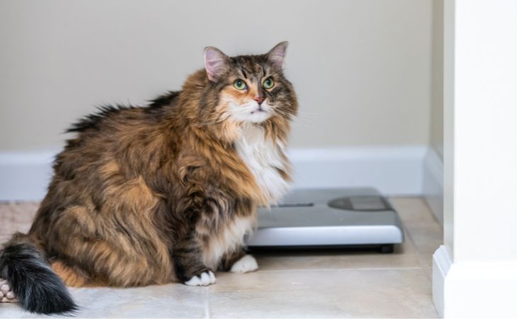 cat obese obesity scale