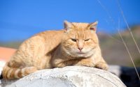 cat sun hot heat stroke