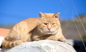 cat sun hot heat stroke