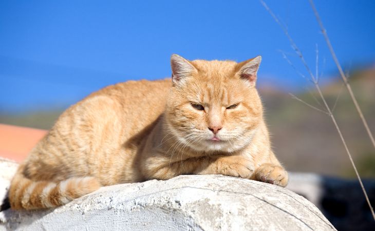 cat sun hot heat stroke
