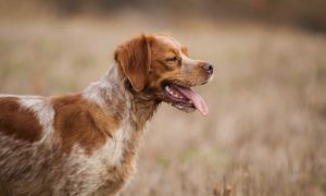 brittany spaniel dog breed cover
