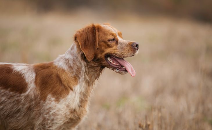 brittany spaniel dog breed cover