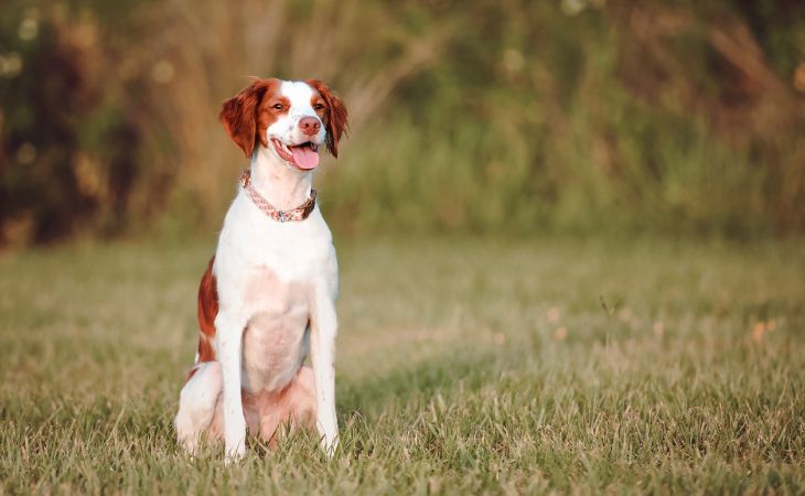 brittany spaniel dog full body