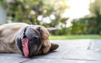 dog heat stroke cover
