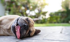 dog heat stroke cover