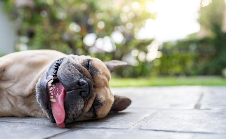 dog heat stroke cover