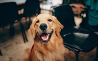 dog spaying neutering sterilizing