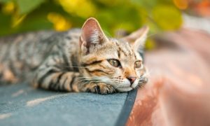 prepare cat for divorce sad