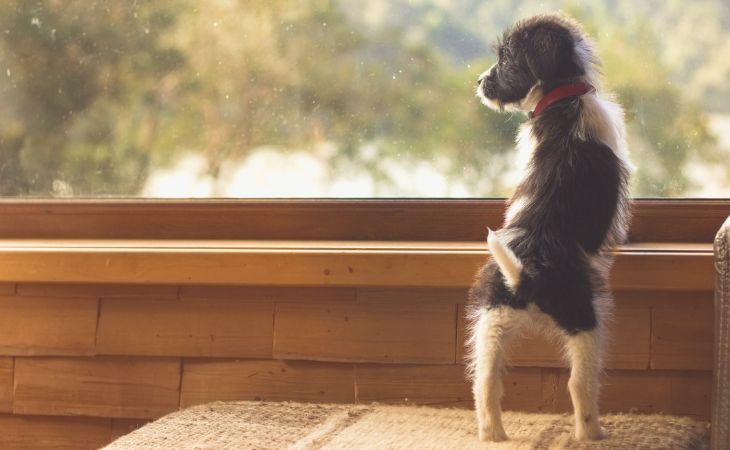 prepare dog for divorce wait