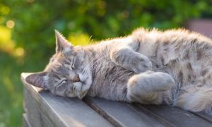 protect cat from sun