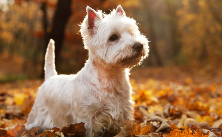 Westie autumn