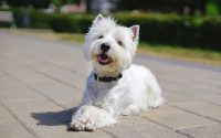 Westie West Highland White Terrier