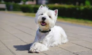 Westie West Highland White Terrier