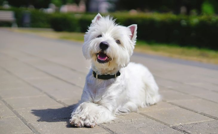 Westie West Highland White Terrier