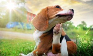 allergy allergies dogs