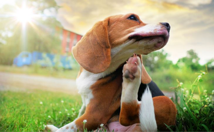 allergy allergies dogs