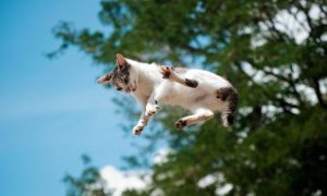 cat fall land feet righting reflex