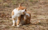 cat scratch fleas tips advice