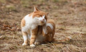cat scratch fleas tips advice