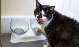 orthopedic cat bowl tilted raised plastic