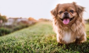 pekingese dog breed