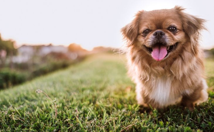 pekingese dog breed