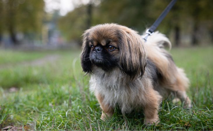 pekingese on walk