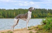 Whippet dog breed