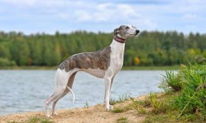 Whippet dog breed