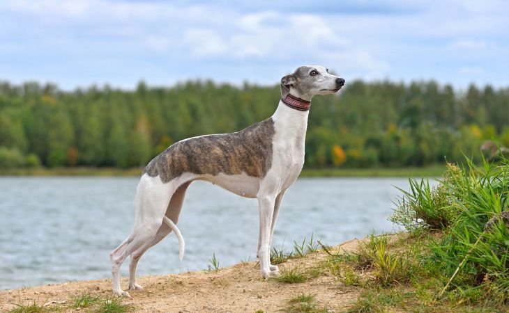 Whippet dog breed
