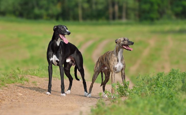 Whippet dogs