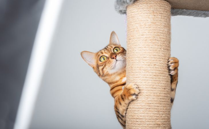 care for cat claws cat tree