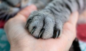 care for cat claws paws