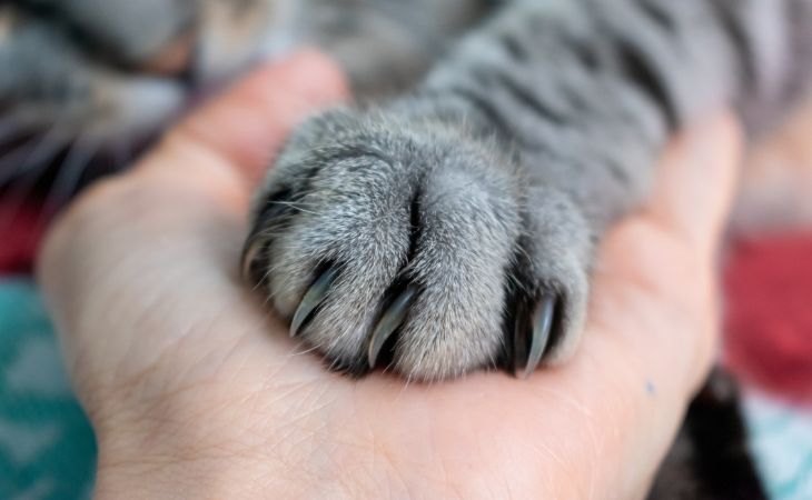 care for cat claws paws