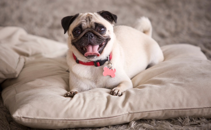 dog breed apartment dwellers pug
