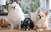 dog breed apartment dwellers small