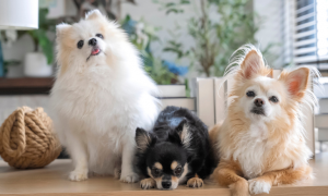 dog breed apartment dwellers small