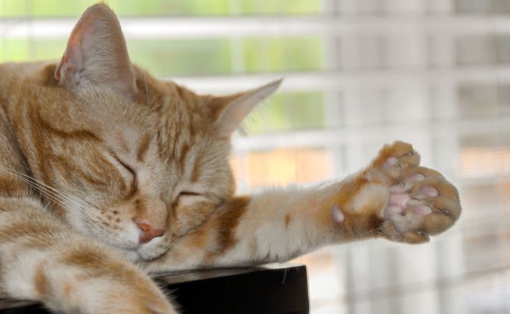 cat polydactyl sleep