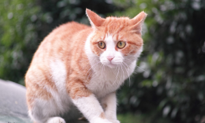 cat stress relieve recognize