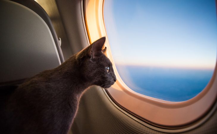 cat travel airplane plane window