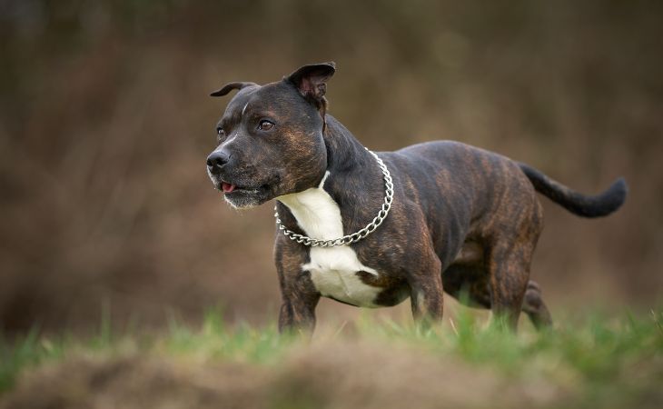 dog breed staffordshire bull terrier