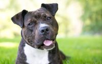 staffordshire bull terrier close up