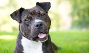 staffordshire bull terrier close up