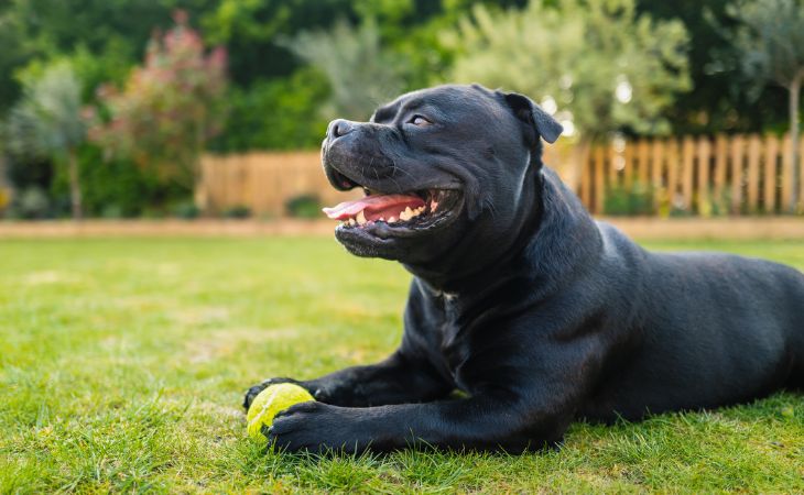 staffordshire bull terrier sit