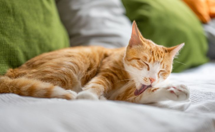 cat lick groom lying down excessive grooming