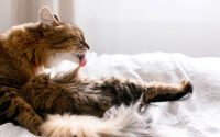 cat lick groom profile excessive grooming