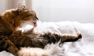cat lick groom profile excessive grooming