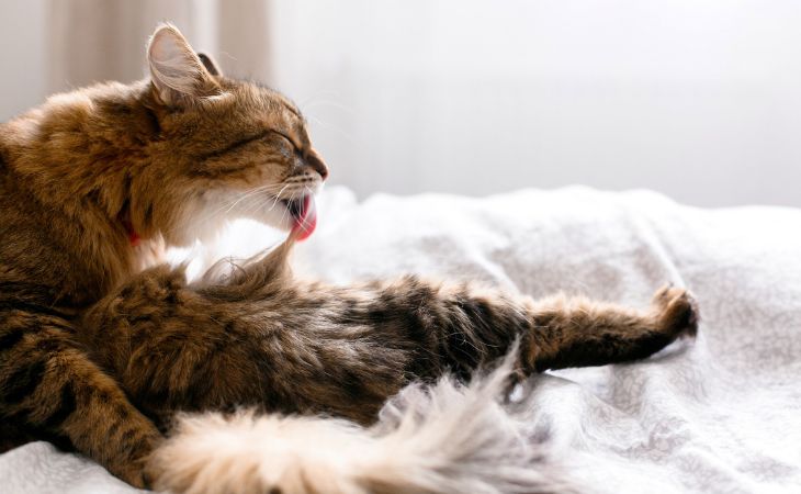 cat lick groom profile excessive grooming